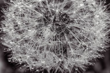 Güzel karahindiba çiçeğinin yakın görüntüsü.