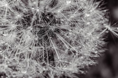 Siyah ve beyaz arkaplanı olan karahindiba tohumları