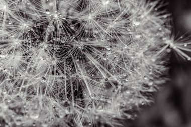 Rüzgarda karahindiba tohumu.