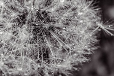 Karahindiba tohumları yakın