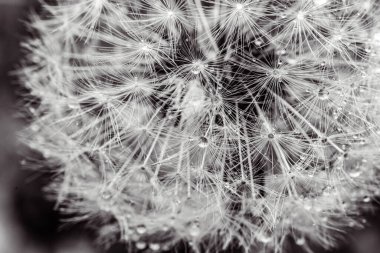 Sabahları karahindiba tohumları