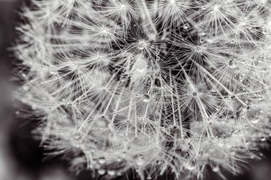 Siyah beyaz karahindiba tohumları