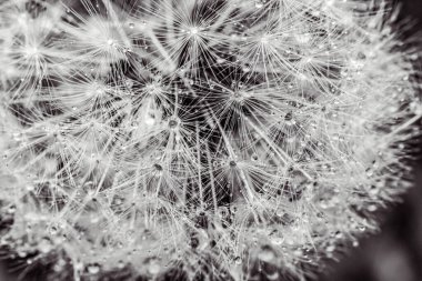 Karahindiba tohumlarını kapatın.