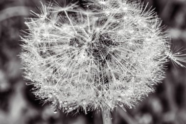 çim Karahindiba çiçeği