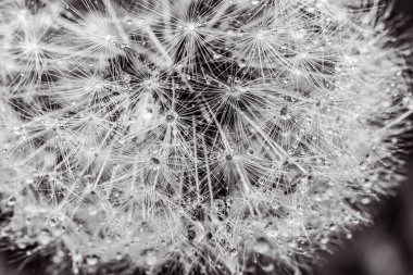 Beyaz arkaplanı olan karahindiba tohumları.