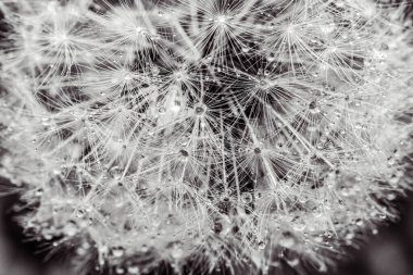 Siyah arkaplanlı karahindiba tohumları. Kapat.