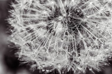 Kara arka planda tohumları olan karahindiba.