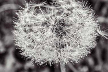 Siyah arka planda güzel bir karahindiba çiçeği