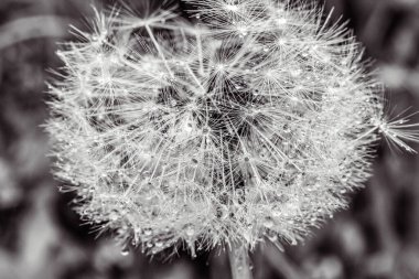 Karahindiba çiçeği yaklaş.