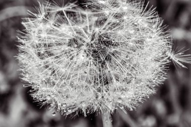 Siyah beyaz karahindiba tohumları