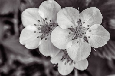 Çiçek açan bir çiçeğe yaklaş