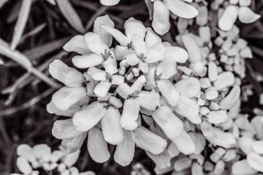 Bahçedeki güzel çiçekler