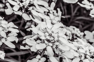 Bahçedeki güzel çiçekler