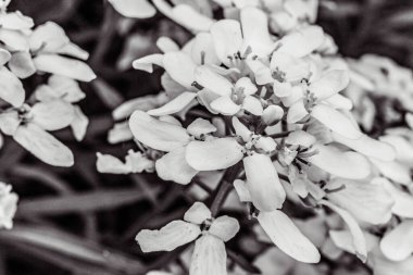 Bahçede beyaz çiçekler