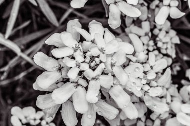 Bahçede beyaz çiçekler