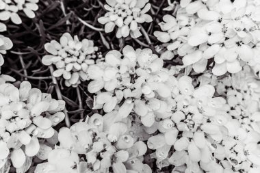 Çiçeklerin açılışını kapat.