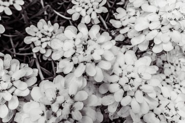 güzel beyaz çiçekler, yakın çekim