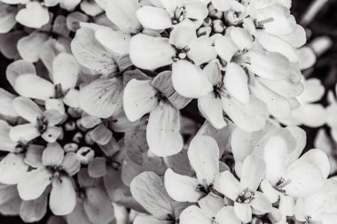 Güzel bir ağacın çiçekleri, yakın - yakın -