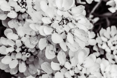 Bahçede açan çiçekler, çiçek arkaplanı.