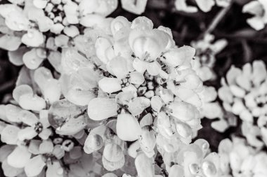 Bahçede beyaz çiçekler