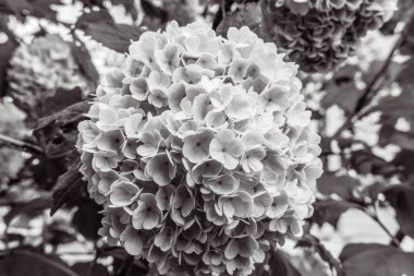 Ağaçta güzel bir çiçek