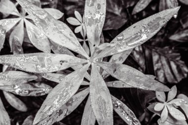 Yerdeki güzel yapraklar