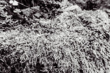 Ormanın güzel manzarası