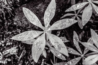 siyah ve beyaz çiçek dokusu