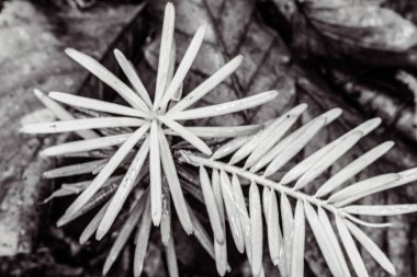 Noel ağacının beyaz yıldız şekli