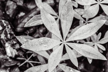 siyah ve beyaz arkaplan