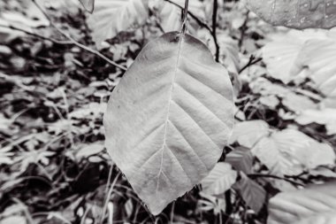 Sonbahar yaprakları, sonbahar bitkileri