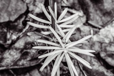 Siyah arka planda beyaz çiçek