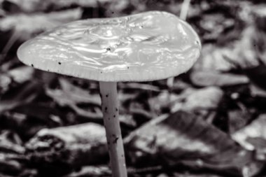 Gündüz vakti ormanda bir mantarın yakın çekimi.