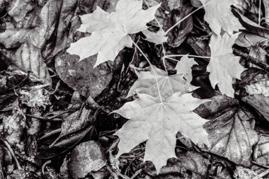 Kuru sonbahar yaprakları çimlerin üzerinde.