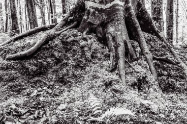 Ağaç kütüğü, yosun ve ağaç gövdesi