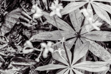 Bahçedeki güzel beyaz çiçekler