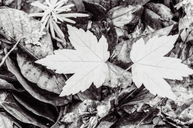 Beyaz arka planda sonbahar yaprakları. sonbahar yaprakları.