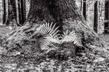 Ağaç gövdesi yosun ve liken ile