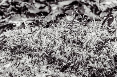 Güzel beyaz ve siyah yaprakların yakın plan çekimi.