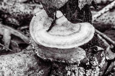 Güzel bir ağacın yakın çekimi.