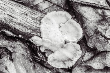 Kuru ağaç kabuğunun siyah beyaz fotoğrafı