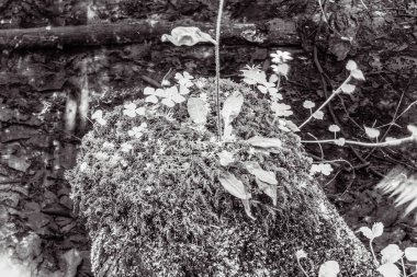 eski ağaç gövde doku