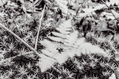 Siyah beyaz fotoğraf, ormandaki çam kozalakları