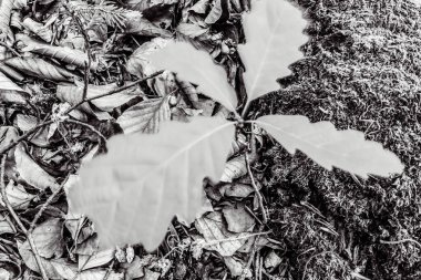 Sonbahar yaprakları yerde.