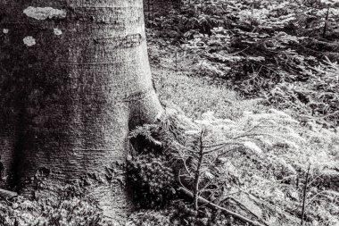 Ağaç gövdesi dokusu ve arkaplanı