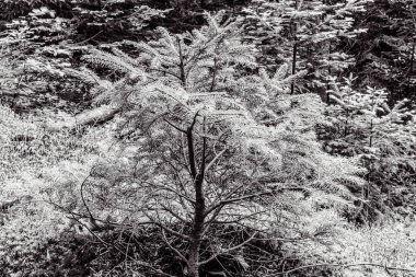 Güzel karlı kış manzarası