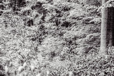 bir ağacın siyah beyaz fotoğrafı