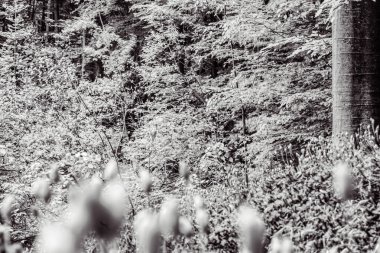 Ormandaki ağaçların siyah beyaz fotoğrafı