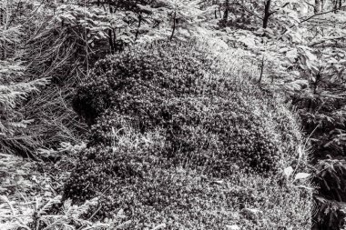 Ormandaki bir ağacın siyah beyaz fotoğrafı.