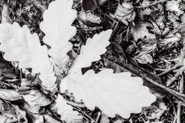 Siyah ve beyaz sonbahar yaprakları